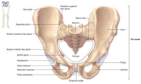 Anatomy of the feline head and neck (ct). The Os Coxae or Costal Bone or Hip Bone photo | Hip ...