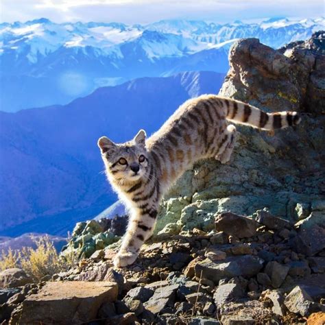 The Extremely Adorable Andean Cat Small Wild Cats Wild Cats Cats