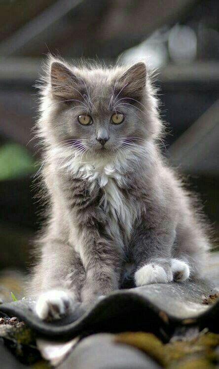 Gorgeous Fluffy Gray And White Kitten Pretty Cats Kittens Cutest