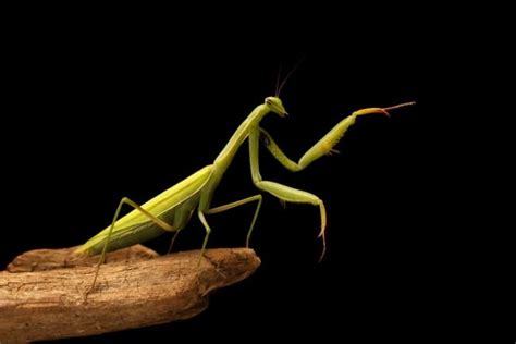 Praying Mantises A Unique And Beneficial Insect Adopt And Shop