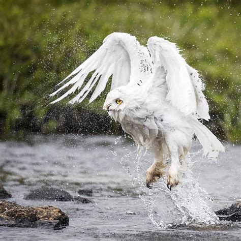 An Extremely Rare Snow Owl 🇮🇸photo By Agustsvavarphotography