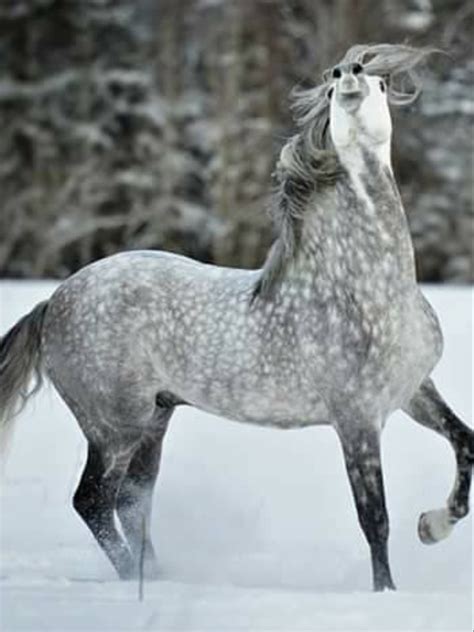 Beautiful Dapple Grey Horse With Hus Nose Thrown Up Spirited In The Air