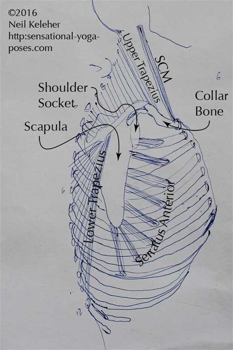 Trapezius Muscle