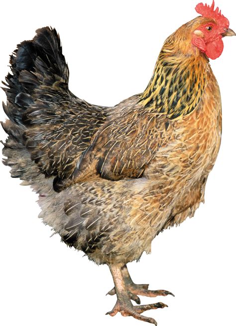 Chicken Png Transparent Chickenpng Images Pluspng
