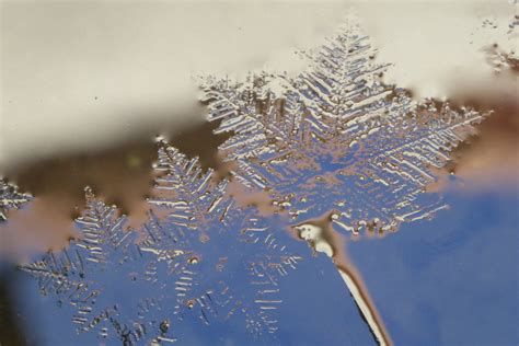 Free Images Tree Nature Branch Cold Winter Leaf Flower Frost