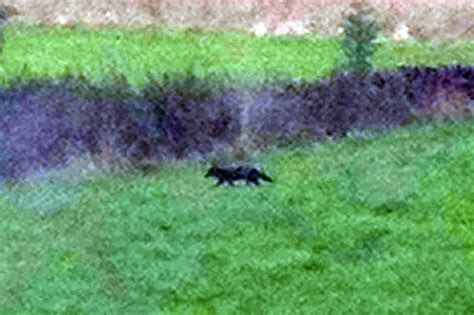 Mystery Cats Newslink Big Cat Sighting Uk Have You Seen Farnley Tyas