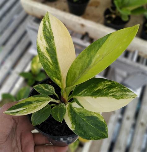 Anthurium Jenmanii Variegated Free Phytosanitary Certificate Etsy