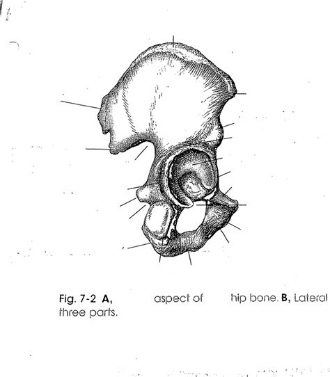 Lateral Aspect Of The Right Hip Bone Diagram Quizlet