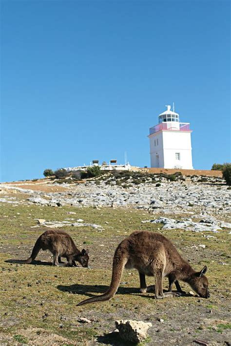 oh also the kangaroos of kangaroo island 34 reasons australia is the most beautiful place on