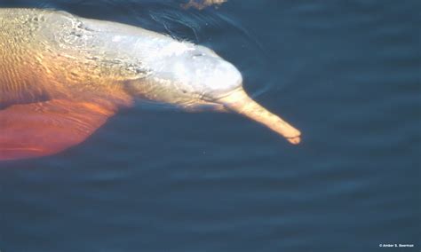 Bolivian Amazon Pink River Dolphin Ruta Verde Tours