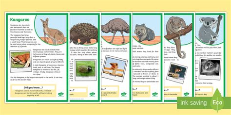 Australian Animals Fact File Display Posters Teacher Made