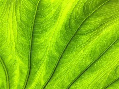 Wallpaper Leaf Plant Veins Green Macro Hd Widescreen High