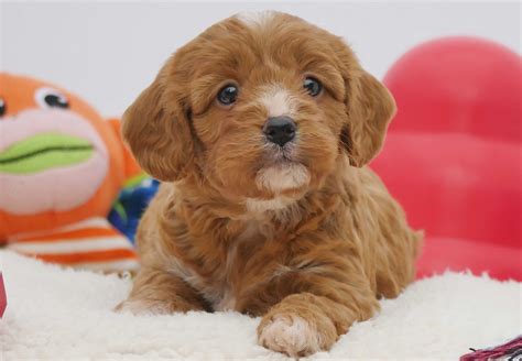 Free dog classifieds pawbe is here to help you find the perfect puppy for you and your family breeders and puppy owners can list their cute.i have to female bulldog puppies for sale. Cavoodle Puppies For Sale | Chevromist Kennels Puppies ...