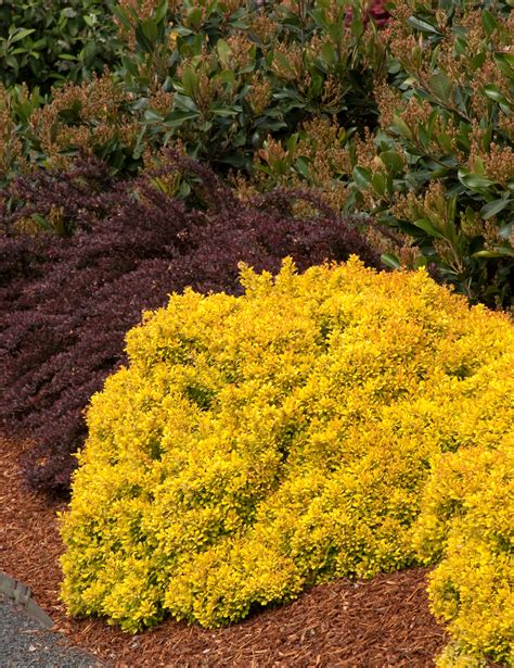 Golden Nugget Dwarf Japanese Barberry Japanese Barberry Yellow