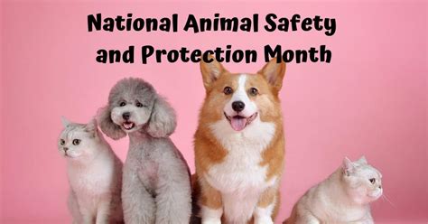 National Animal Safety And Protection Month October 2018 I Love