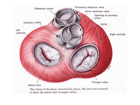 Anatomy Of Mitral Valve Anatomical Charts And Posters