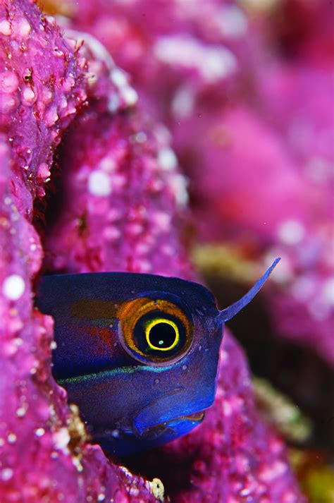 Tiny Blenny In Raja Ampat Underwater Creatures Underwater Life Ocean