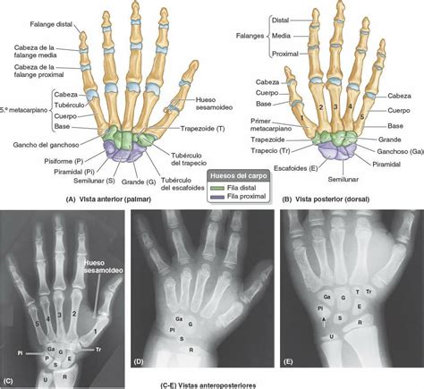 Huesos De La Mano Derecha