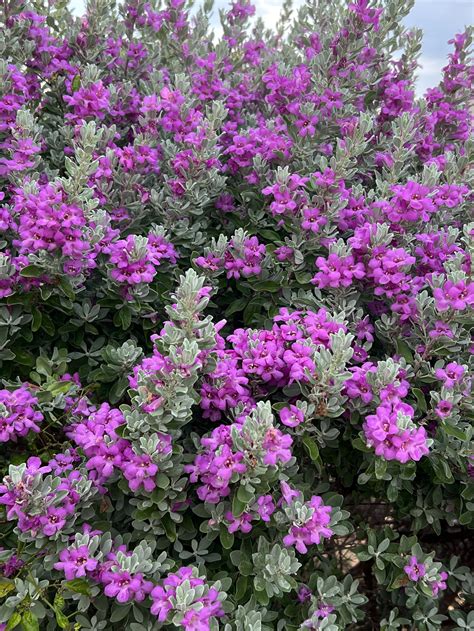 Mary S Flowers Flint Michigan | Best Flower Site