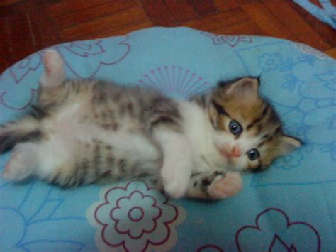 We did not find results for: CatLover : 4. Anak Kucing untuk dijual!!!