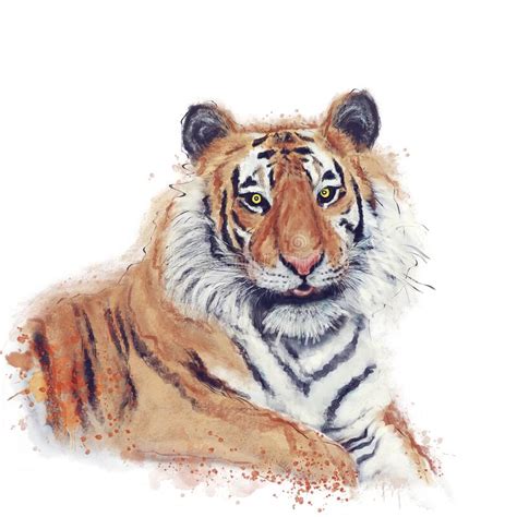 Tiger Watercolor Stock Illustration Illustration Of White 73110260
