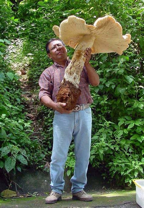 Why Dont We Have Giant Mushrooms In Real Life Is It Possible Quora