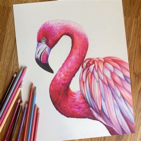 Pin By Antony Fisher On Flamingos Flamingo Art Prismacolor Art