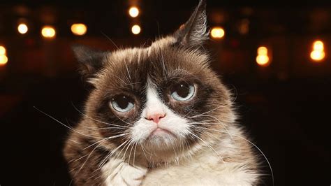 Grumpy Cat The Viral Internet Sensation Is Dead At 7 Video