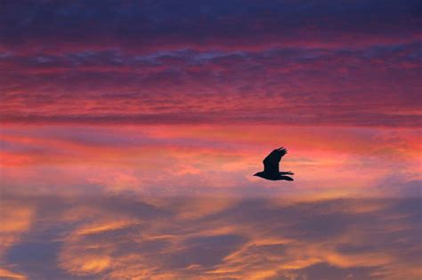 Free Photos Bright Sunset Panorama With Flying Birds Publicdomain