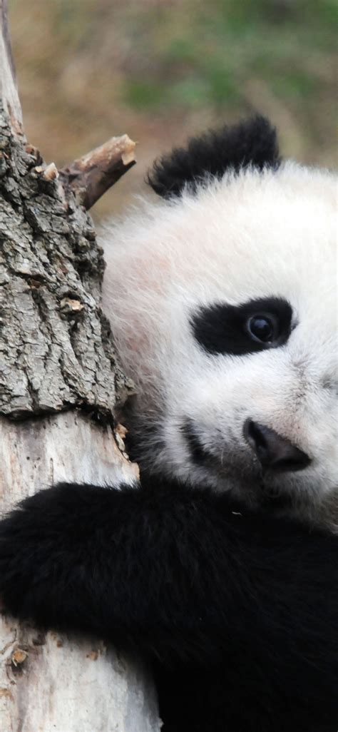 Free Download Panda Pandas Baer Bears Baby Cute 59 Wallpaper 4288x2848