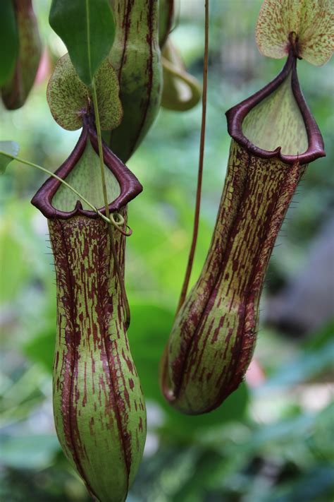 Most of the pitcher plants have some type of lure to attract insects. Nepenthes (Tropical Pitcher Plant) - Oxley Nursery