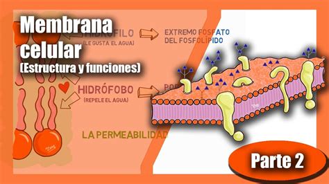 La C Lula Membrana Celular Estructura Y Funciones Bicapa Lip Dica