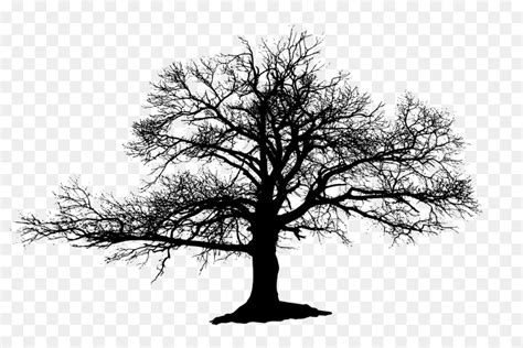 Southern Live Oak Drawing Tree Sketch Tree Png Download 736719