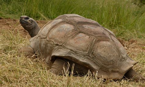 Aldabra Tortoise Smithsonians National Zoo