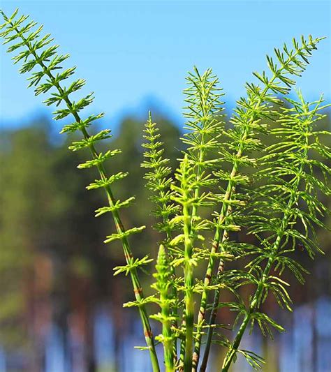 Horsetail For Hair Growth Benefits And What You Should Know