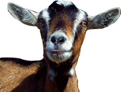 Goat Clipart Transparent Png Clipart Images Free Download Clipart