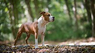 Amstaff, American Staffordshire Terrier: il cane forte e dal cuore d'oro