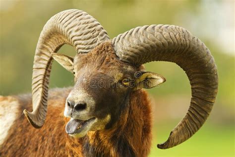 The Detail Portrait Of A Male Mouflon With Large Horns Stock Image
