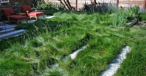 Sustainable No Mow Lawn With Fescue Landscape Design Pinterest