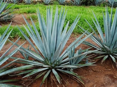 Ideas Inventions And Innovations Fructans From Agave Plant May