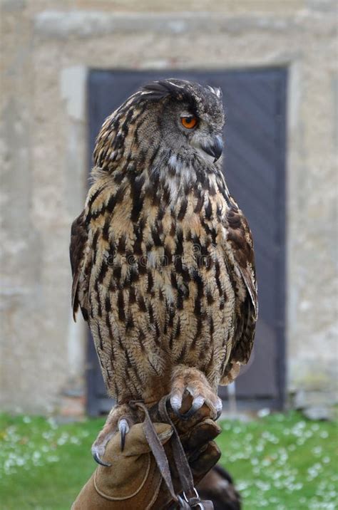 Eurasian Eagle Owl Bubo Bubo Stock Image Image Of Guard Beak 46676853