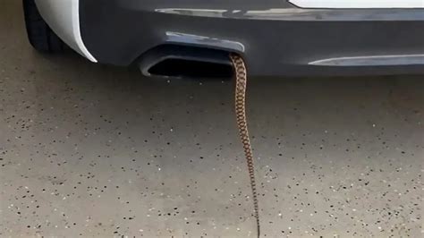 Moment Snake Slithers Into Californian Lawyers Car Viraltab