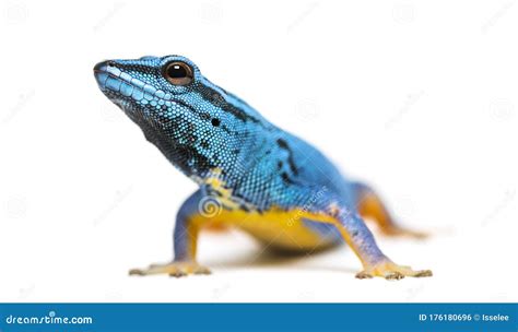 Electric Blue Gecko Looking At The Camera Stock Photo Image Of