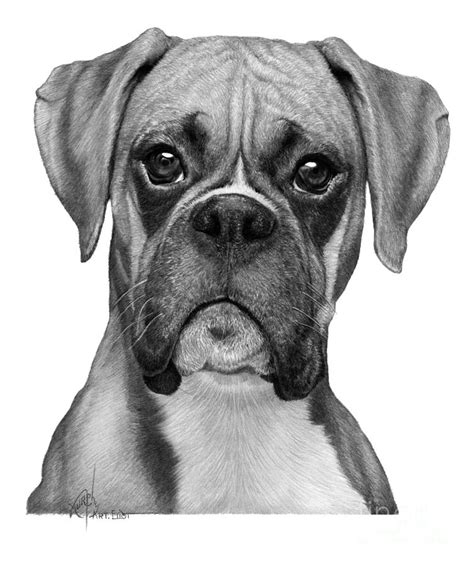 Pictures Of Boxer Dogs Drawings How To Draw A Boxer Puppy Dog Easy