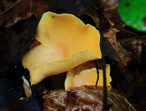 Trailside Fungus Lost Valley Northwest Arkansas Flickr