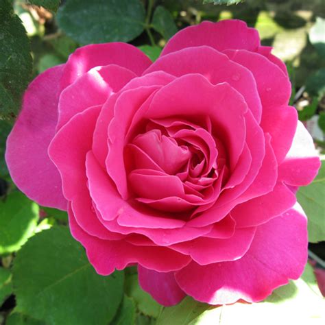 Cheap Pink Peace Rose Bush Buy Roses Online Cheap Rose