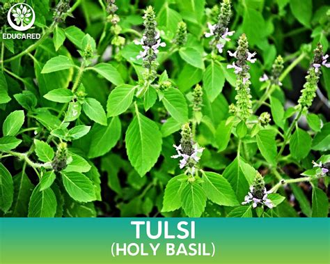 Kapoor Tulsi Organic Seeds Holy Basil Herb Seeds Gmo Free Heirloom