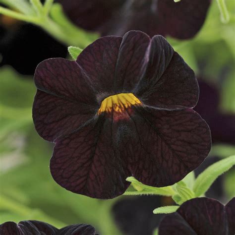 It blooms nonstop throughout the summer and grows 12 inches tall and 16 inches wide. Error | Deloitte UK | Plants for hanging baskets, Plants ...