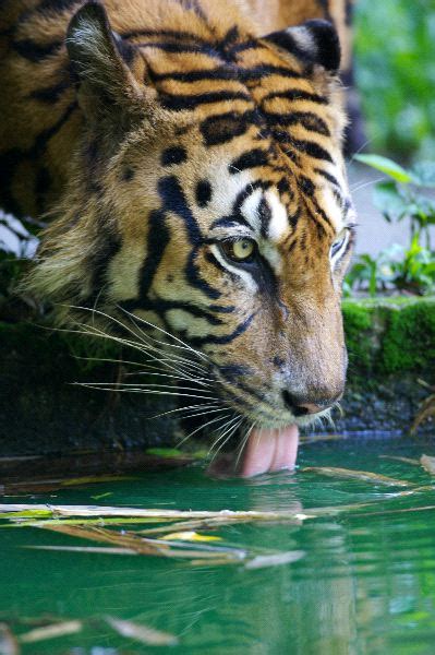 Malayan Tiger Animal Facts And Information