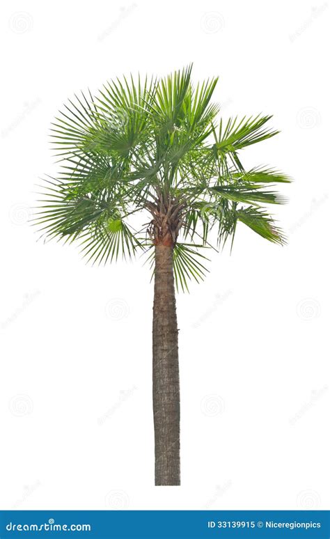 Wax Palm(Copernicia Alba)Palm Tree. Royalty Free Stock Photo - Image
